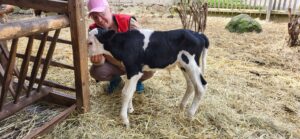 Pflegestellen 2024-04-13 14.40.36