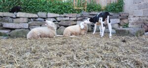 Pflegestellen 2024-05-14 20.12.58