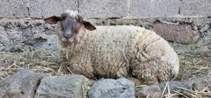 Pflegestellen 2024-05-14 20.13.09