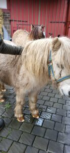 Hof Rosarot 2024-11-17 09.58.21