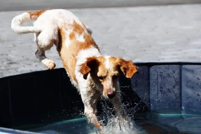 Glückspilze bluna glückspilze min