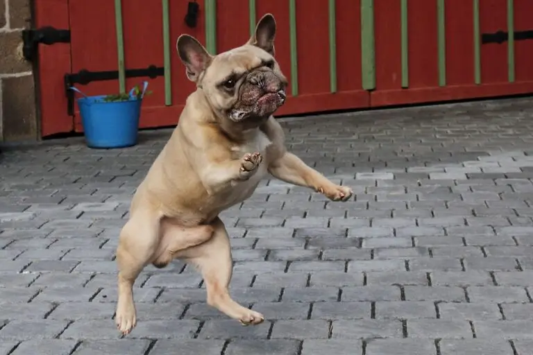 Glückspilze buddy glückspilze min