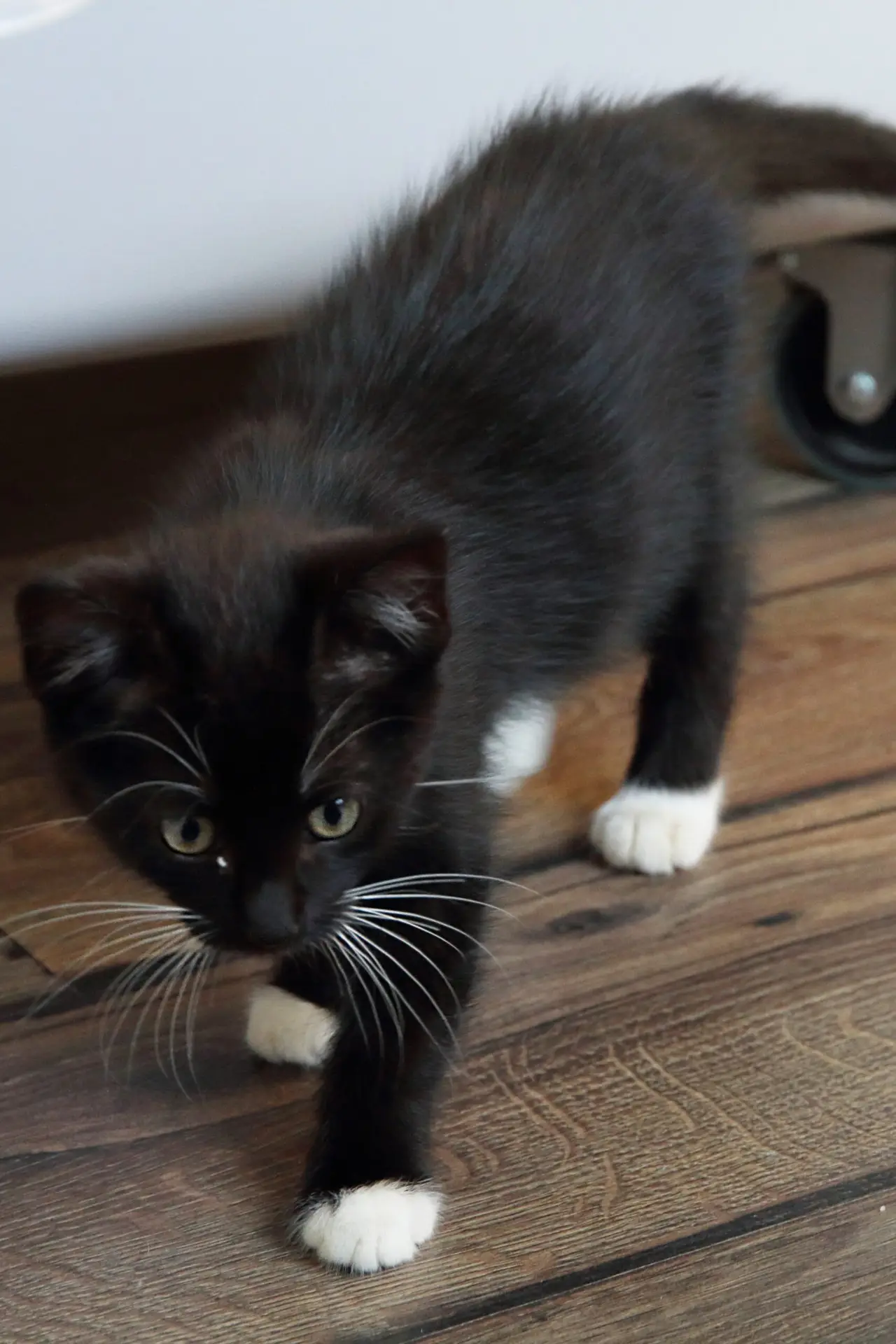 Glückspilze chica glückspilze min