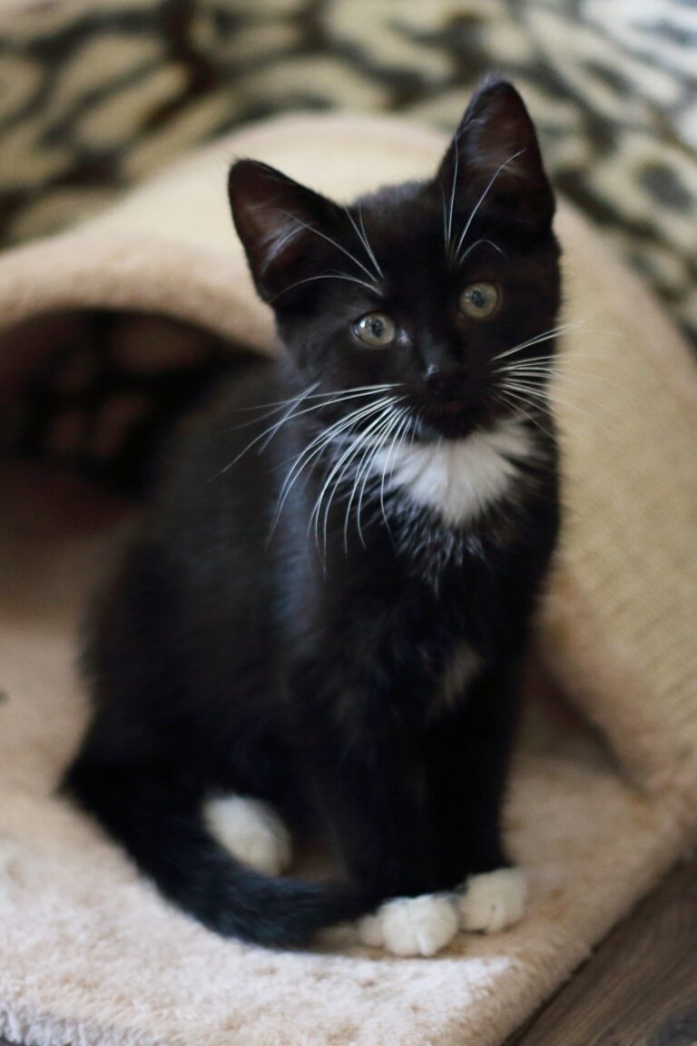 Glückspilze elmeri glückspilze min