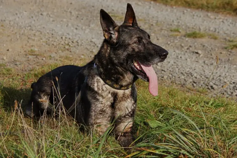 Glückspilze hanne glueckspilze scaled