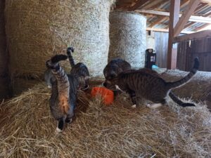 Hof Rosarot IMG-20230926-WA0021