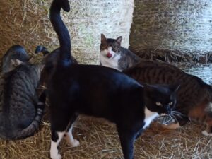 Hof Rosarot IMG-20230926-WA0022