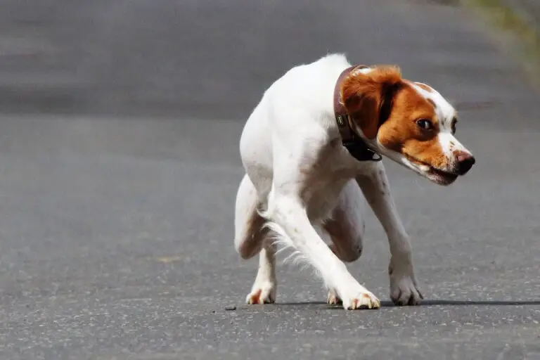 Glückspilze img 5603a min