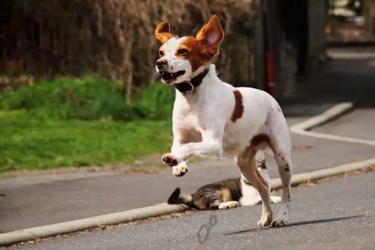 Glückspilze img 5622c min