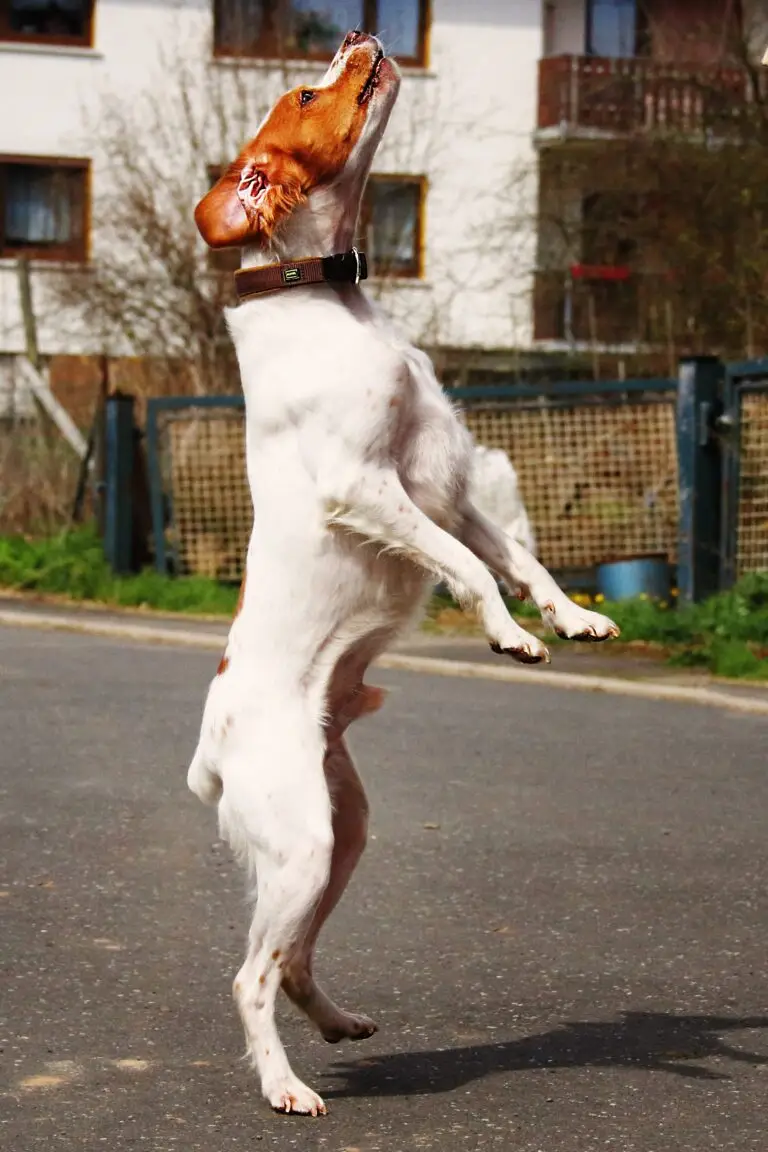 Glückspilze img 5630e min