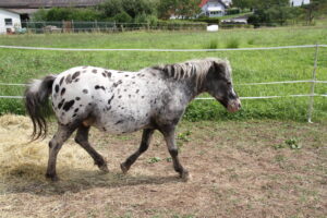 Hof Rosarot IMG_7779