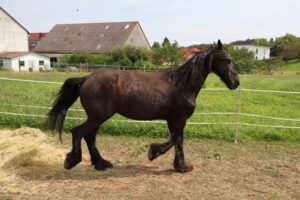 Hof Rosarot IMG_7784