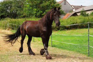 Hof Rosarot IMG_7808a