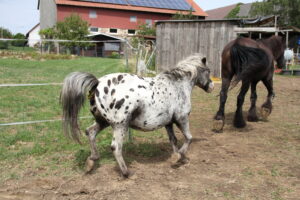 Hof Rosarot IMG_7816