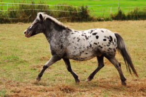 Hof Rosarot IMG_7840a