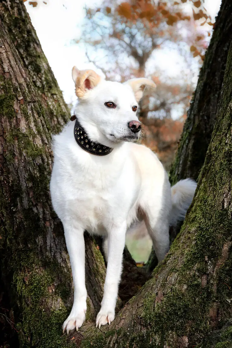 Glückspilze timmy glückspilze