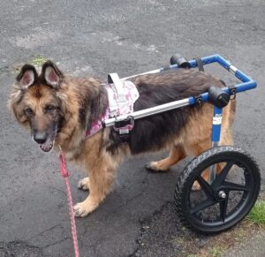 Pflegestellen WhatsApp Image 2025-11-17 at 15.10.42