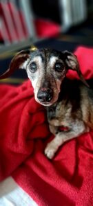 Pflegestellen WhatsApp Image 2025-11-17 at 15.10.42 (5)