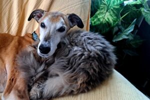 Pflegestellen WhatsApp Image 2025-11-17 at 15.10.44 (2)