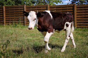 Pflegestellen WhatsApp Image 2025-11-17 at 15.10.44