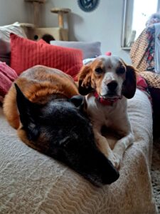 Pflegestellen WhatsApp Image 2025-11-17 at 15.10.44 (6)