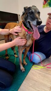 Pflegestellen WhatsApp Image 2025-11-17 at 15.10.44 (7)