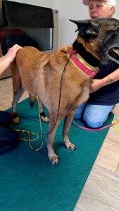 Pflegestellen WhatsApp Image 2025-11-17 at 15.10.44 (8)