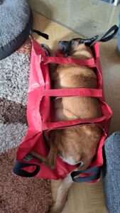 Pflegestellen WhatsApp Image 2025-11-17 at 15.10.44 (9)