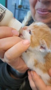 Pflegestellen WhatsApp Image 2025-11-17 at 15.10.45 (2)