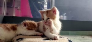 Pflegestellen WhatsApp Image 2025-11-17 at 15.10.45 (3)