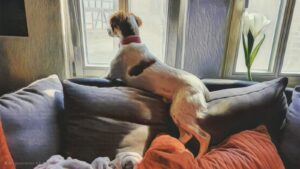 Pflegestellen WhatsApp Image 2025-11-17 at 15.10.45