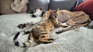 Pflegestellen WhatsApp Image 2025-11-17 at 15.10.45 (5)