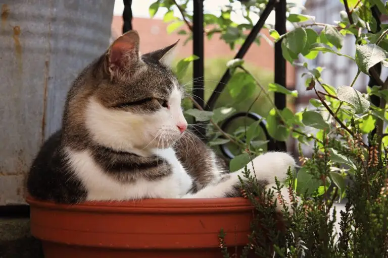 Glückspilze willy glückspilze min